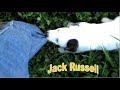 Jack Russell Джек Рассел Очень Умные Собаки Very Smart Dogs