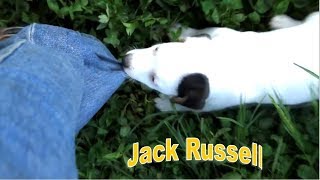 Jack Russell Джек Рассел Очень Умные Собаки Very Smart Dogs Jack Russell Джек Рассел Очень Умные Собаки Very Smart Dogs