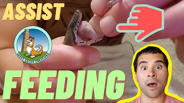 How to assist FEED your SNAKE | force FEED | 2021