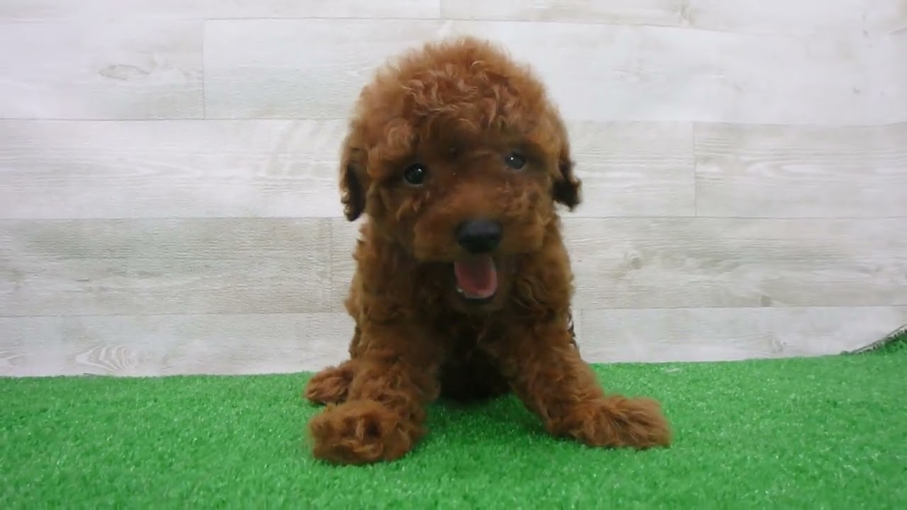 トイ・プードルの子犬（オス♂） 広島中央店 No.00770470｜ペット
