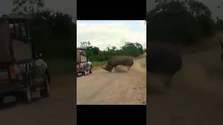 Носорог, это танк саванны..🔥👍🦏 #animal #животныймир