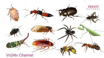 NHẬN BIẾT TÊN CÁC LOẠI CÔN TRÙNG | Vn24tv Channel