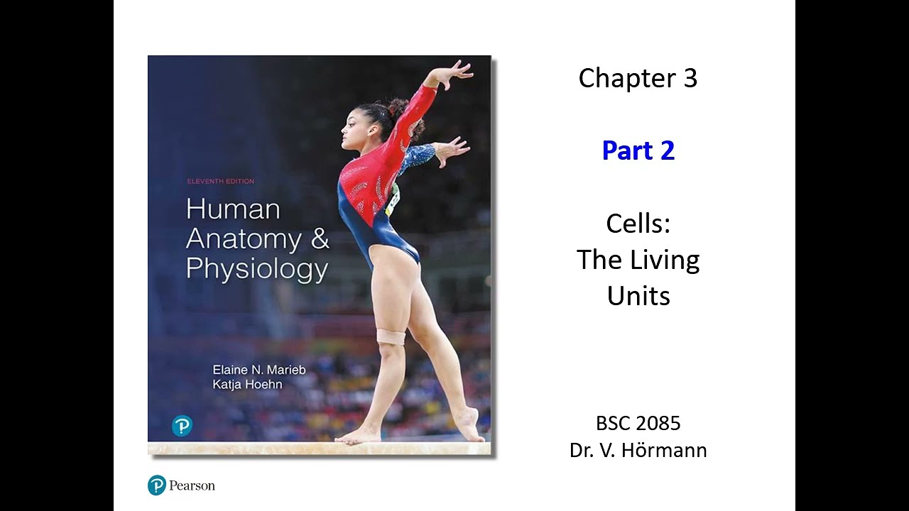 (FAU BSC 2085) Chapter 3 Cells Part 2