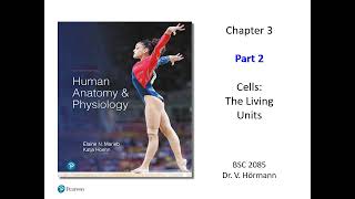 (FAU BSC 2085) Chapter 3 Cells Part 2