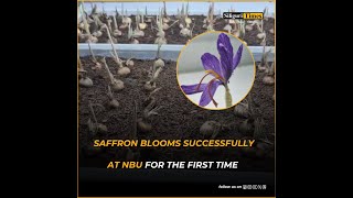 Saffron blooms successfully at NBU for the first time through aeroponic cultivation (Hindi)