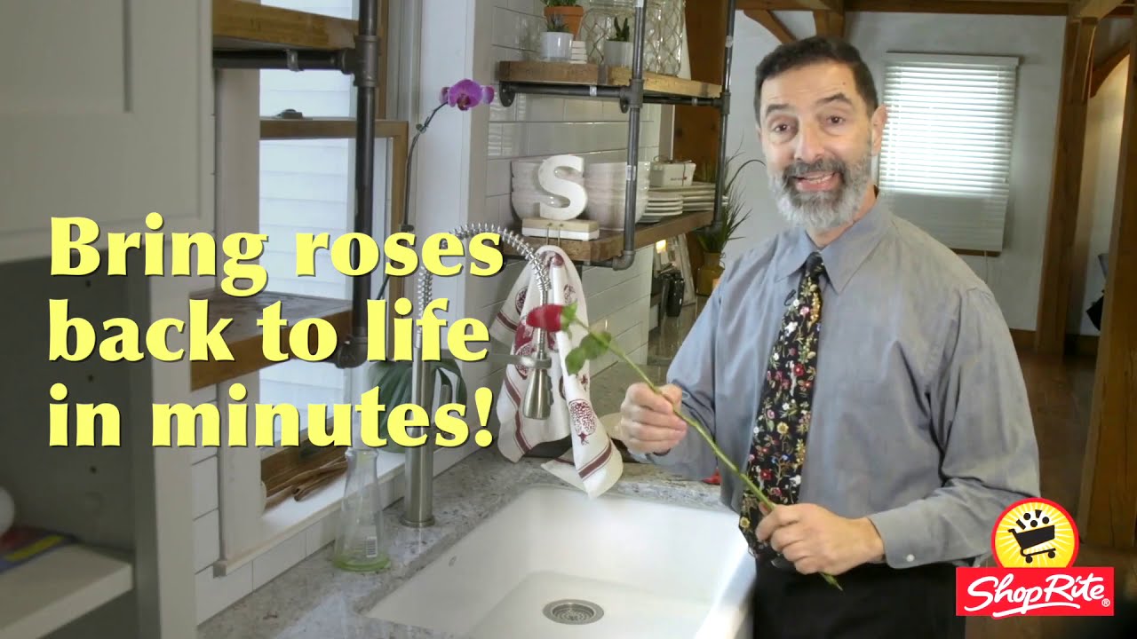 How to bring roses back to life YouTube