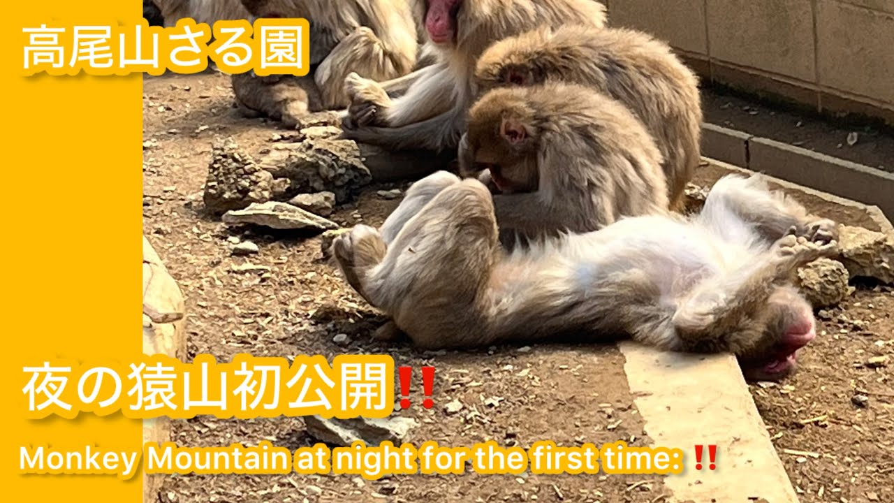 高尾山さる園】夜のお猿たち - YouTube