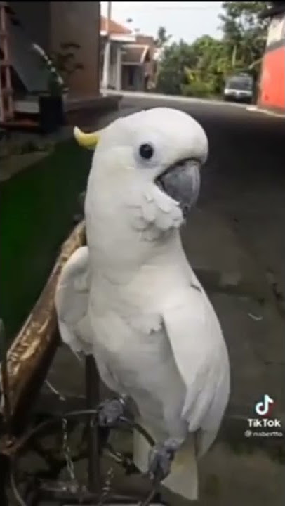 Burung kakak tua ini ngomong kotor🤣 #shorts #burung #kakaktua #burungkakaktua