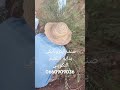 صنف الكرونايكي اليوناني طريقة التقليم التكويني مغايرة على اصناف التقليدية او الكلاسيكية صنف الكرونايكي اليوناني طريقة التقليم التكويني مغايرة على اصناف التقليدية او الكلاسيكية