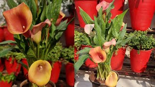 How to Grow and Care Calla Lily - Beautiful Lily for your Garden || Fun Gardening