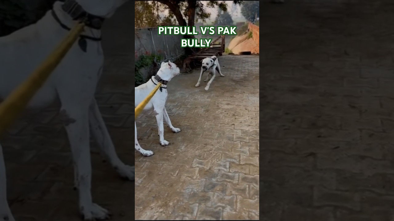 PITBULL V'S PAK BULLY 