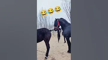 Cupcut Shortvideo Horse طريقة تزاوج الخيول 