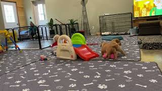 Cleaning the Puppy Pen by Premiere Roux Bordeaux 167 views 2 months ago 1 minute, 25 seconds