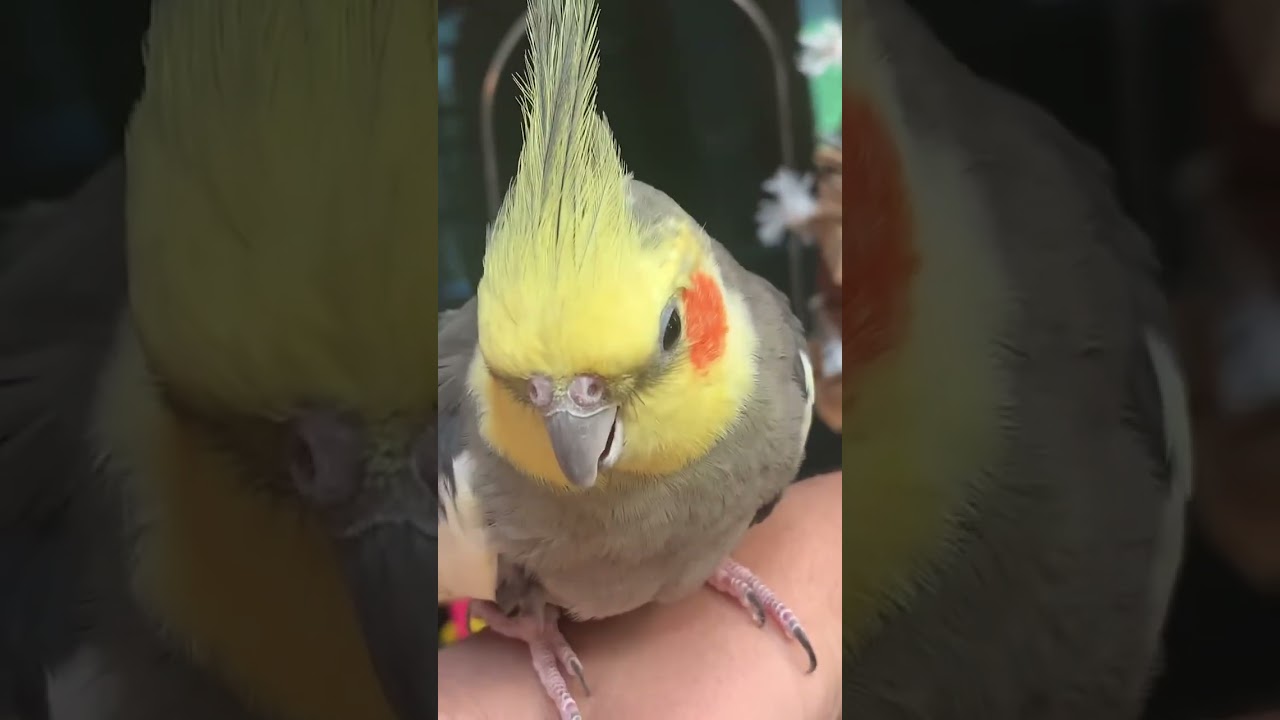 Charlie! The Cinnamon Cockatiel!
