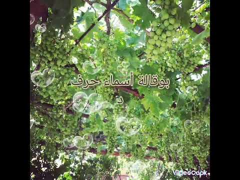 بوقالة أسماء حرف د