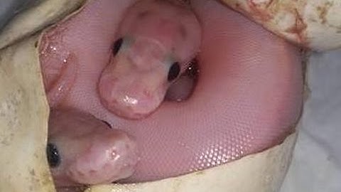 Clutch #6 is out! Ivory TWINS and possible worlds first!!