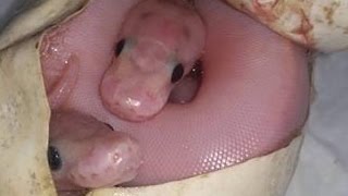 Clutch #6 is out! Ivory TWINS and possible worlds first!!