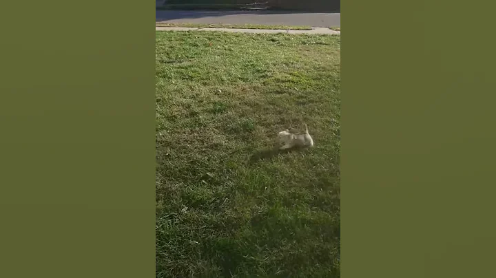 My son running with a puppy