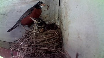 Bird Feeding Chicks