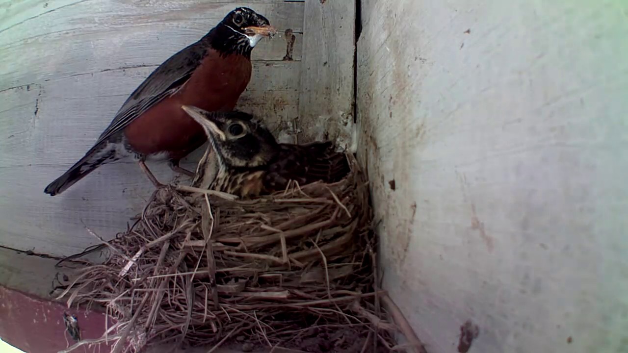 Bird Feeding Chicks YouTube