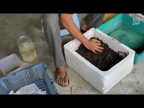 Video: Cara Membiakkan Cacing Untuk Memancing