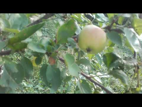 Video: Gândacul înflorit De Măr - Dăunător Al Mărului