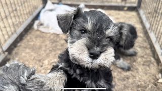 Playtime outdoors for these Mini Schnauzer puppies
