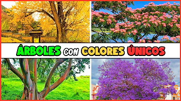 ¿De qué color es el árbol del cielo?