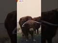 sapi salju#shorts#amimals#vidio