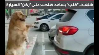 كلب يساعد صاحبه على ركن سيارته، أي ذكاء هذا