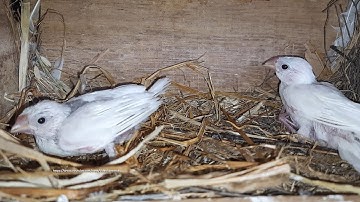 Two Java Sparrow Chicks - Pied Java Sparrow