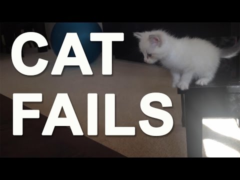 Cat Fails with sound effects | Compilation of funny cats in action