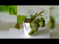 Венерина мухоловка (діонея) їсть муху #carnivorousplants #venusflytrap #fly #insect #plant