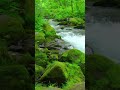 #relax #исцеляющиезвукиприроды #rain #calming #выспаться #stressrelief #nature #shorts