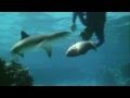Underwater Footage - Great Barrier Reef