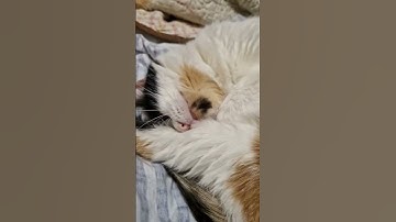 Favorite cat! #shortvideo #respect #cat #shorts