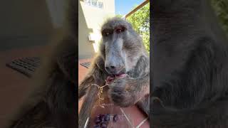 Miss You So Much My Sister Cindy The Baboon