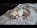 Here's how a sleeping baby kitten reacts when you gently stroke it…
