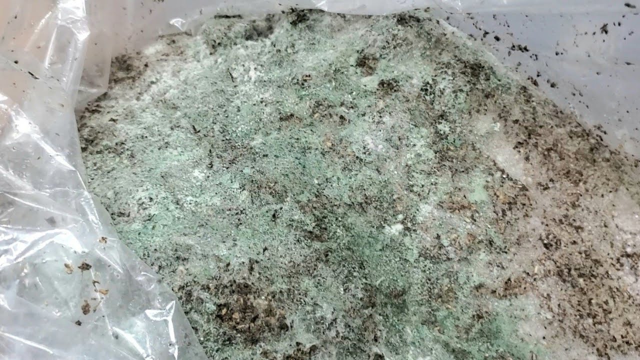 とても良い青カビが生えてきました！【自家製マット作り②】