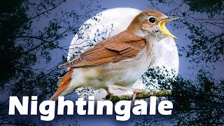 Nightingale 12h The Best Training Song - For ALL BIRDS !!!