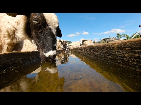 Prvi put Pastirstvo / First Time Shepherding EP01 - Trailer
