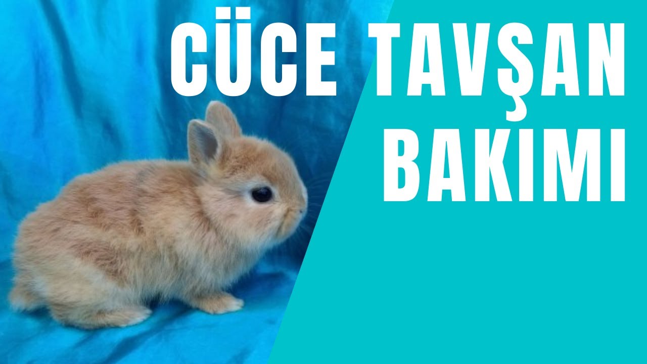 cuce tavsan bakimi ve yavru tavsan nasil beslenir tavsan bakimina dair hersey youtube