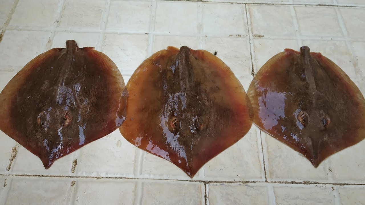 Mouth Watering Yummy Stingray Fish Soup How To Clean Cook Sting Ray Fish Fish Curry Recipe Youtube