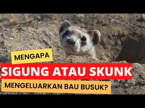 Video: Mengapa sigung berbau busuk?