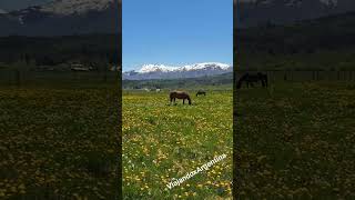 Cholila