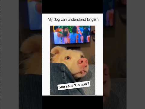 Dogs being idiots part 188 🤣🐕 #funnydog #funnypet #cutedog #dog #pets #shorts