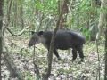 Tapirus bairdii