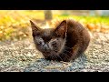 道路に弱っている子猫がいたので救出した結果。。