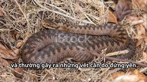 TOP 5:LOÀI RẮN Nguy hiểm NHẤT.