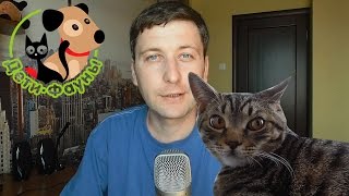 Страйк на канале Дети Фауны! Видео для подписчиков Страйк на канале Дети Фауны! Видео для подписчиков